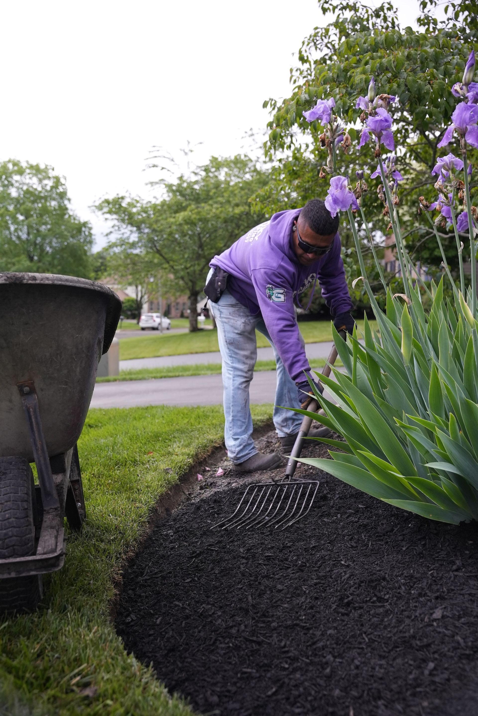 Person raking dark mulch into a flowerbed near a wheelbarrow and blooming purple irises.