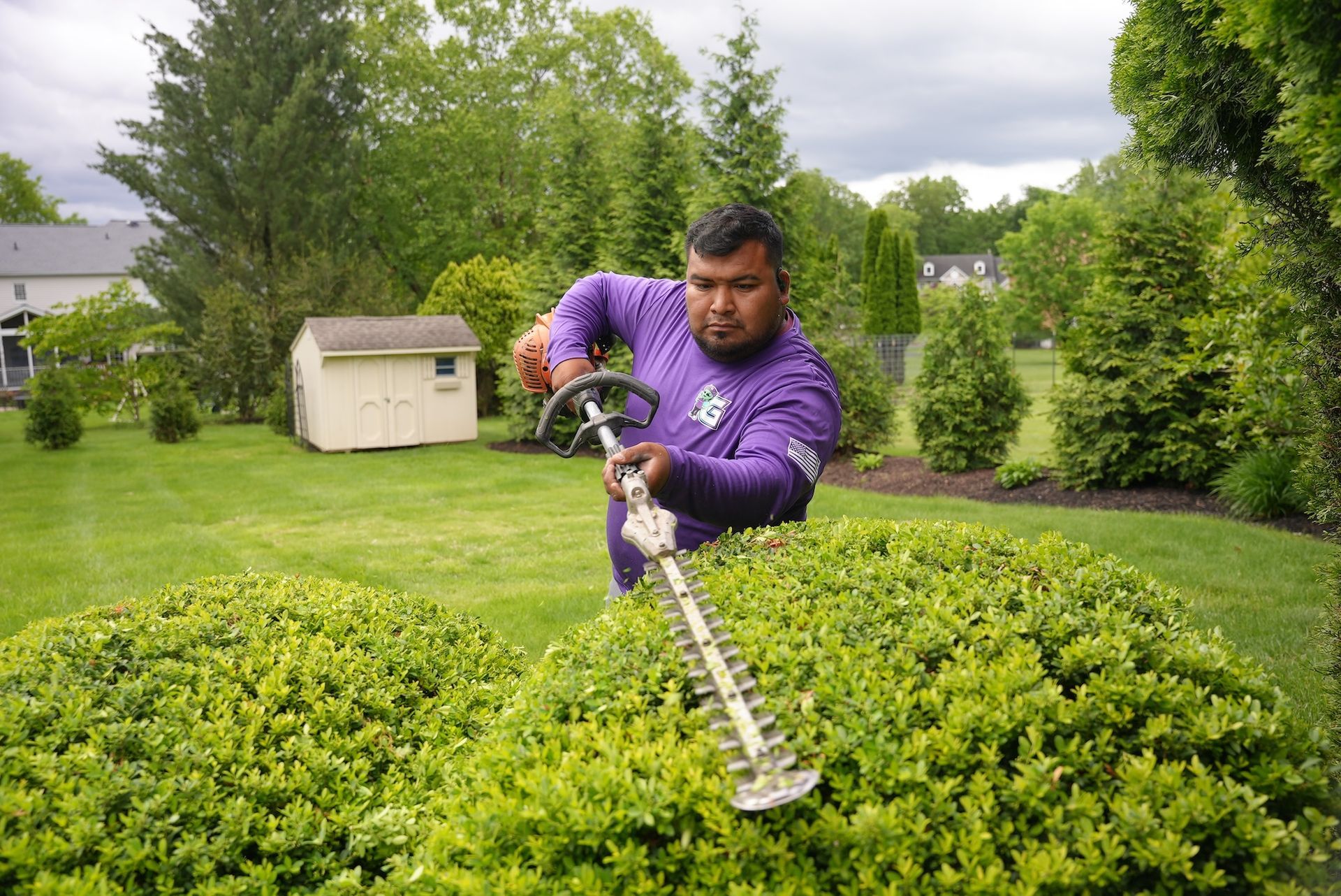 Person in purple shirt trims a hedge with electric shears in a grassy yard.