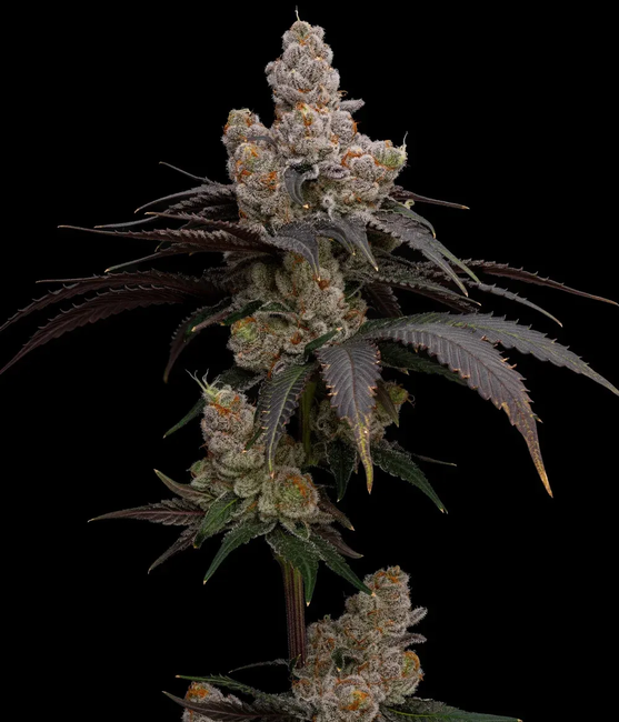 A cannabis flower with dense, frosted buds and dark purple leaves against a solid black background.