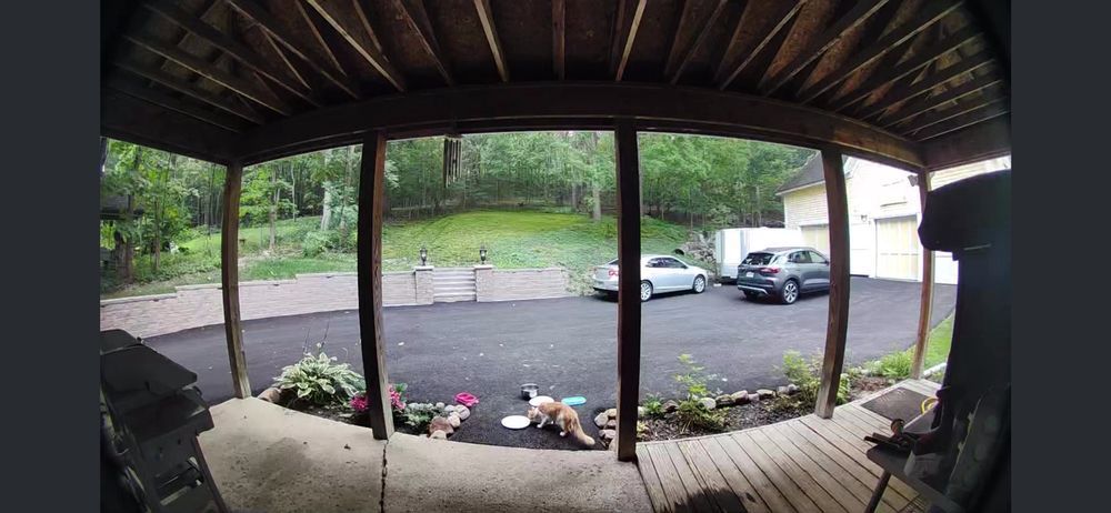 A fox and two other animals eating outside under a porch, cars parked on the driveway, trees in the background.