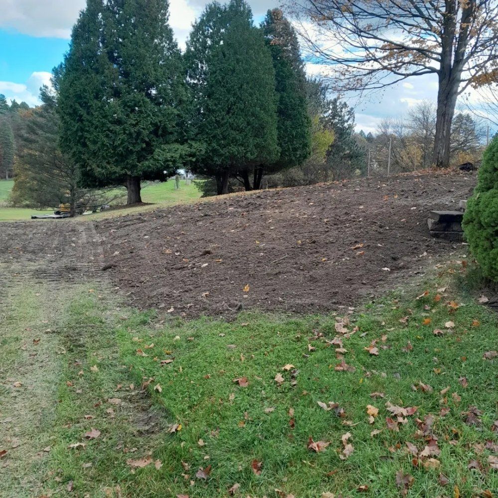 Grassy field with bare dirt patch, tall green trees, and fallen leaves. Overcast sky.