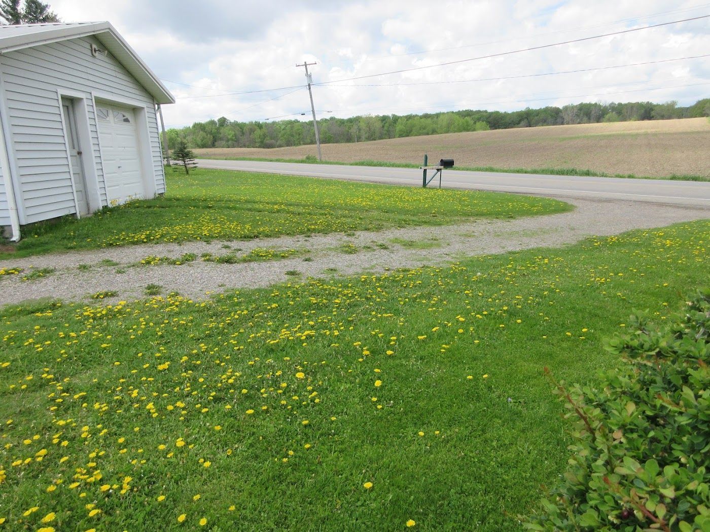 White garage, gravel driveway, and lawn dotted with yellow dandelions, with a rural field in the background.