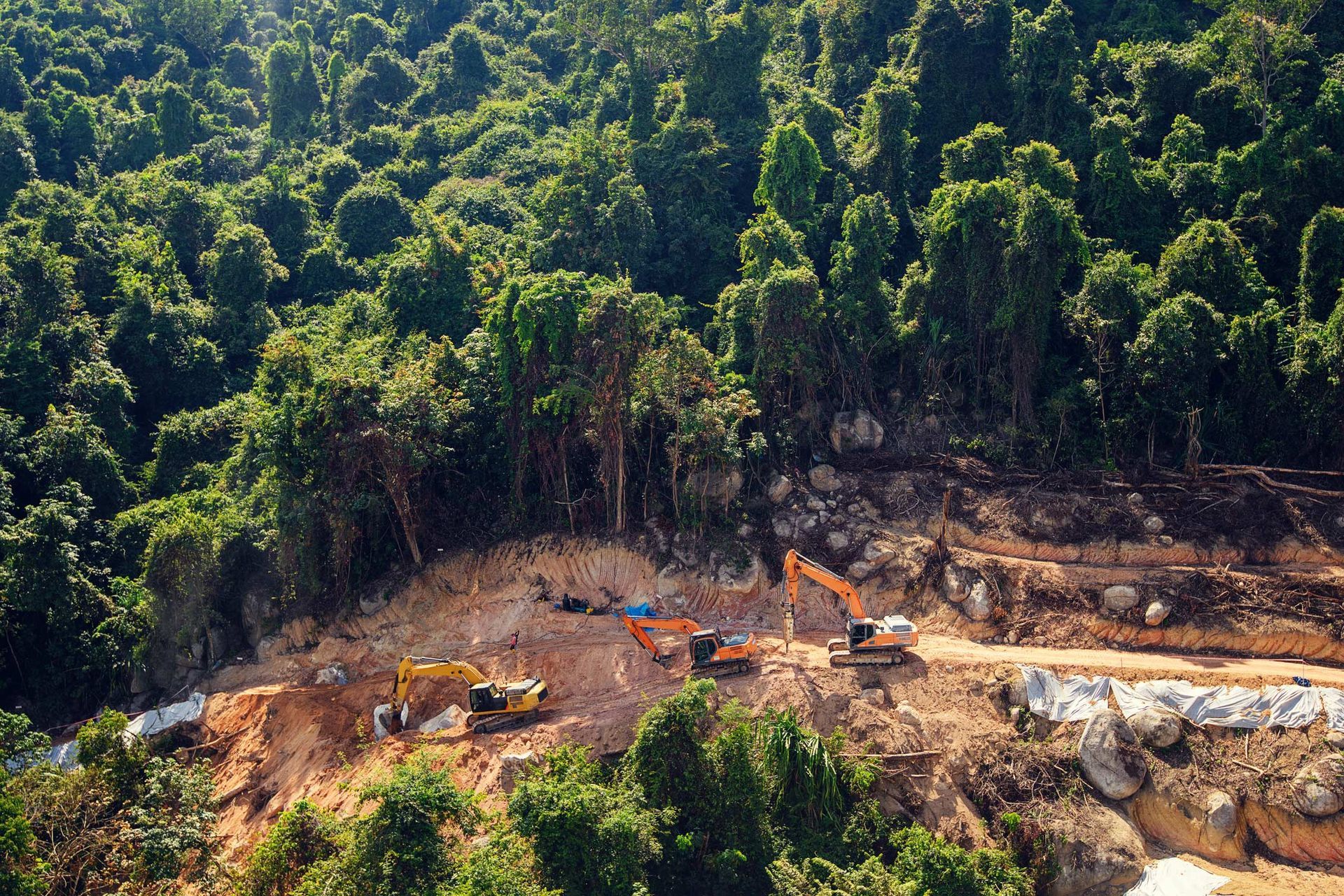 New Road in the Rainforest — Tonasket, WA — Will Logging & Construction LLC