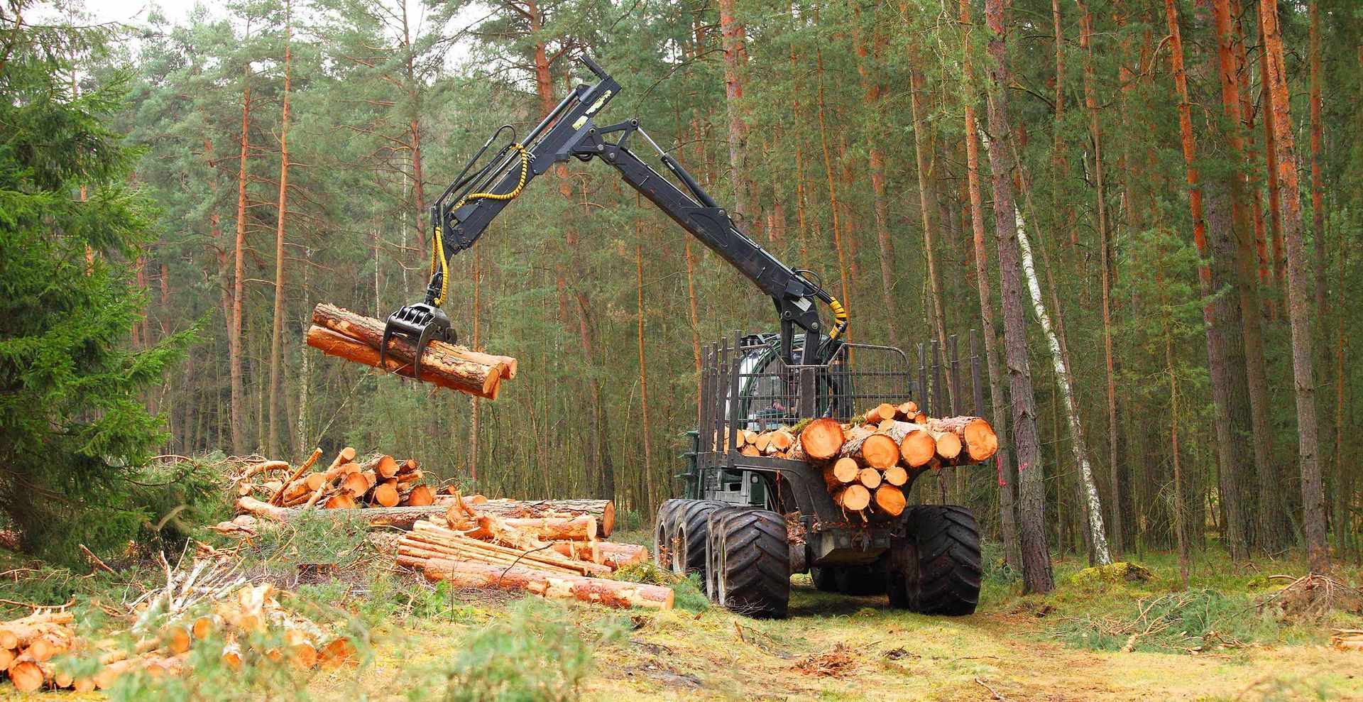 Lumberjack Working in a Forest — Tonasket, WA — Will Logging & Construction LLC