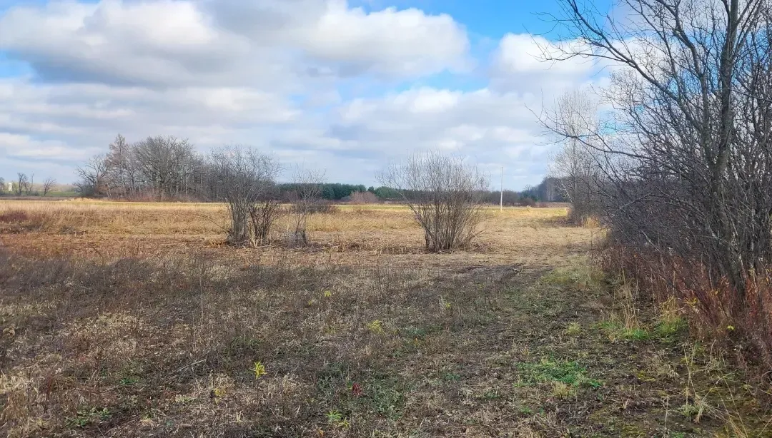Brown field under a cloudy blue sky, with sparse trees and brush.