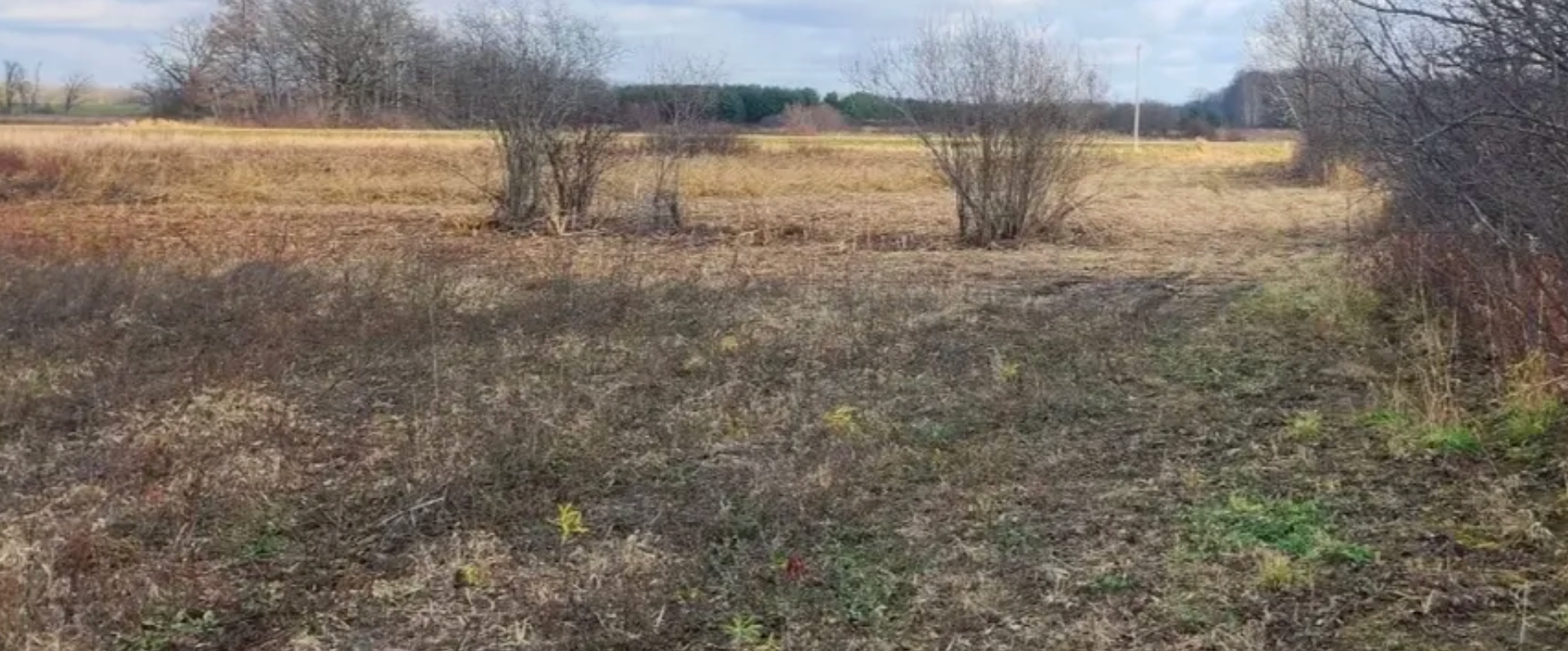 A field with dry grass and sparse bushes, trees in the distance under a cloudy sky.