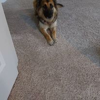 Dog laying on a beige carpet, looking towards the camera.