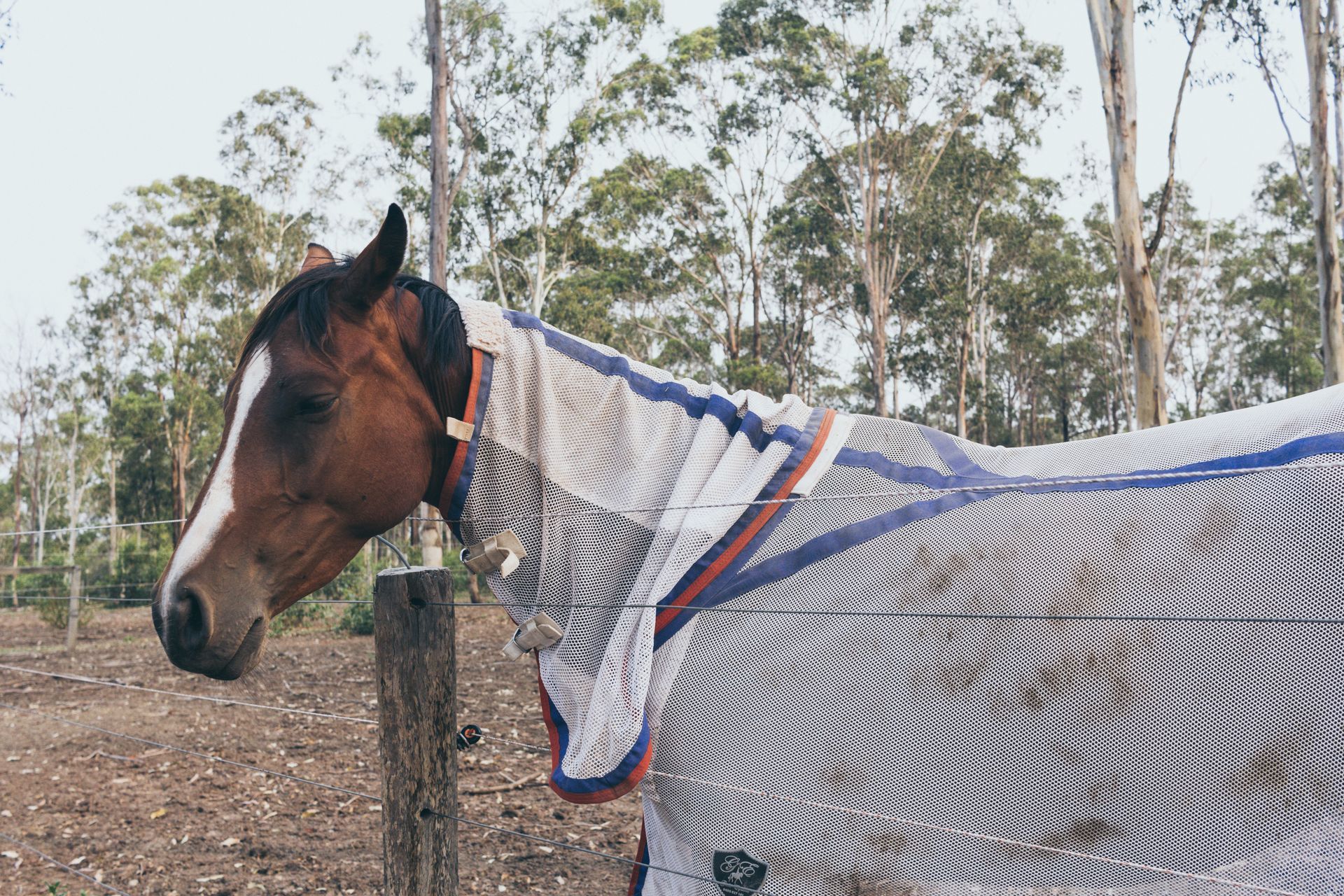 Two horses are standing next to each other in a field wearing blankets.