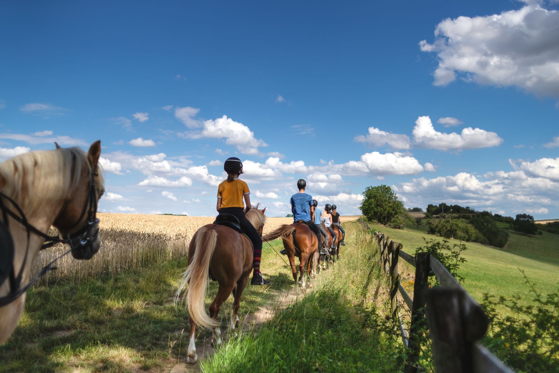 A group of people are riding horses down a path in a field.