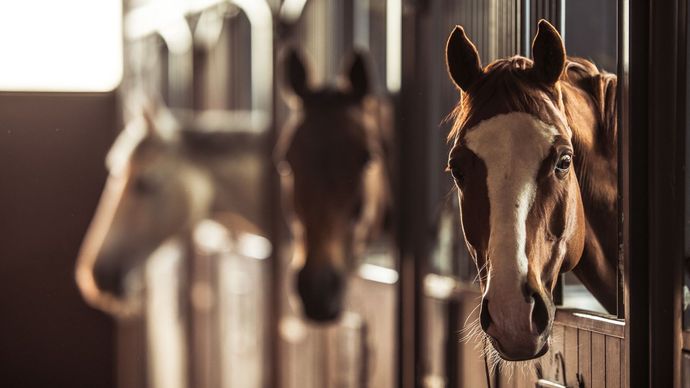 Three horses are standing in a row in a stable.