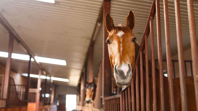 A horse is sticking its head out of a fence in a stable.