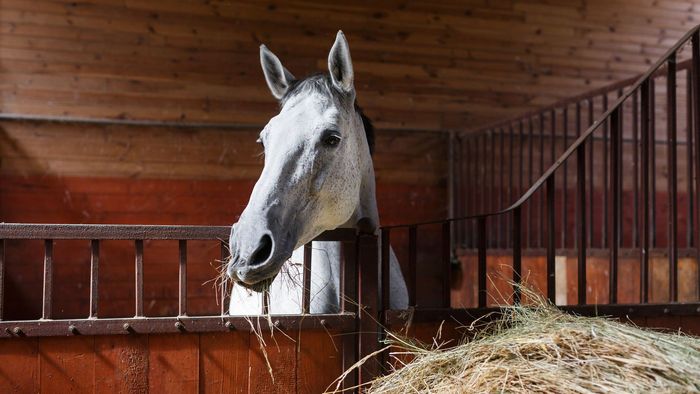 A horse is eating hay in a stable.