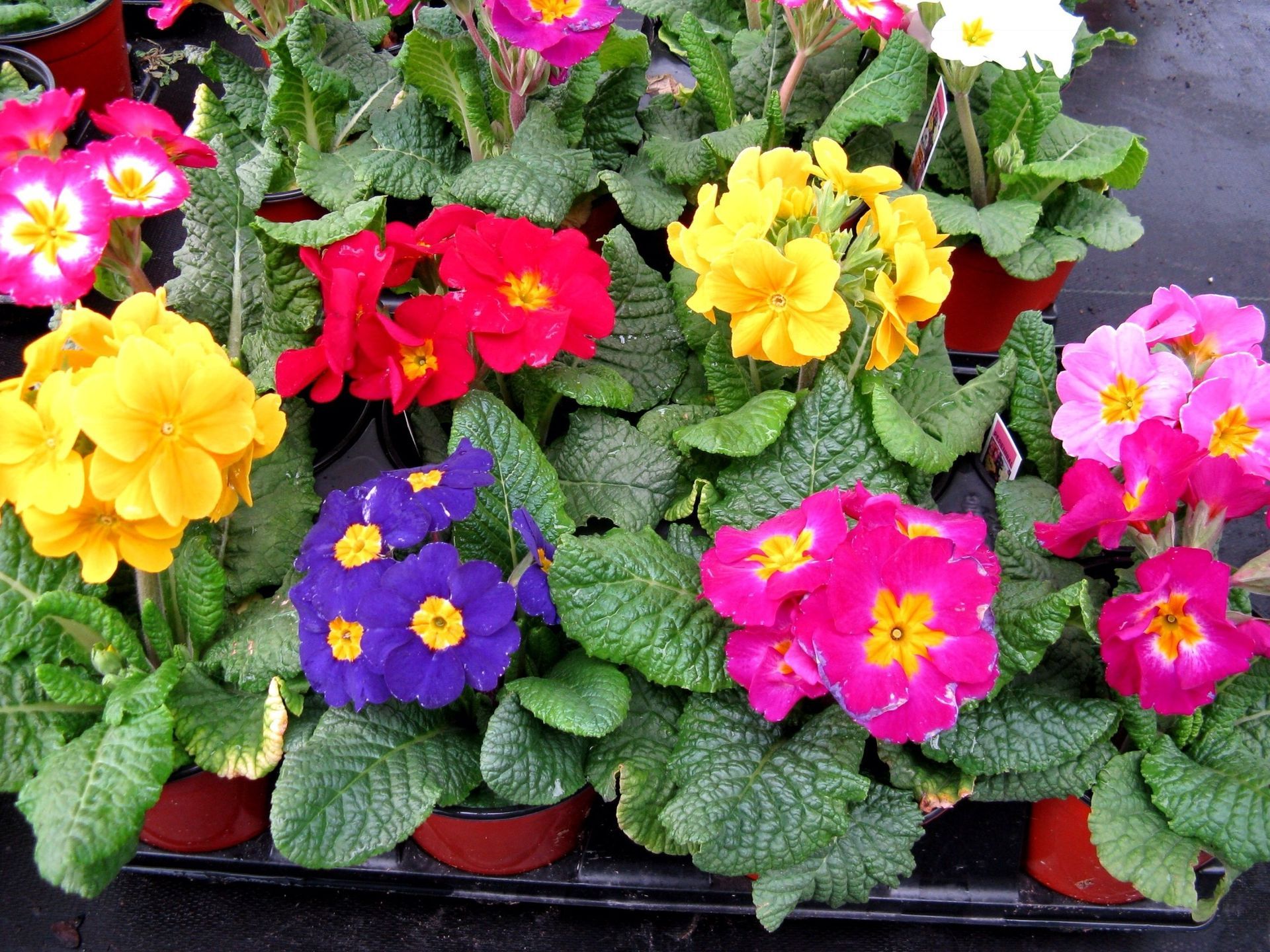 A bunch of different colored flowers in pots on a table