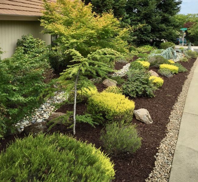 A garden with lots of plants and rocks next to a sidewalk