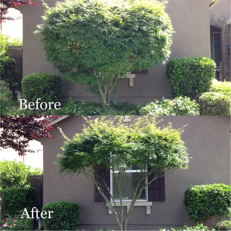 A before and after picture of a tree in front of a building