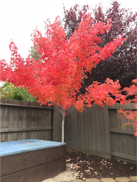 A tree with red leaves is next to a hot tub