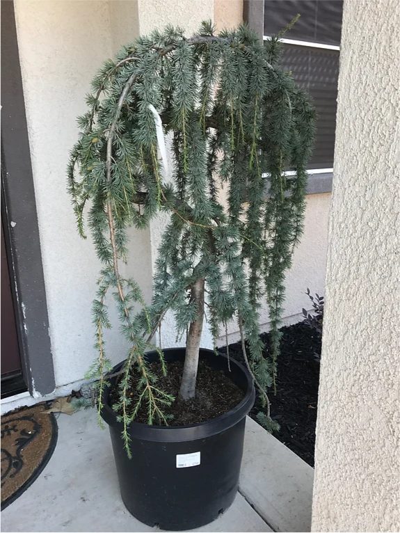 A tree in a black pot with a tag on it