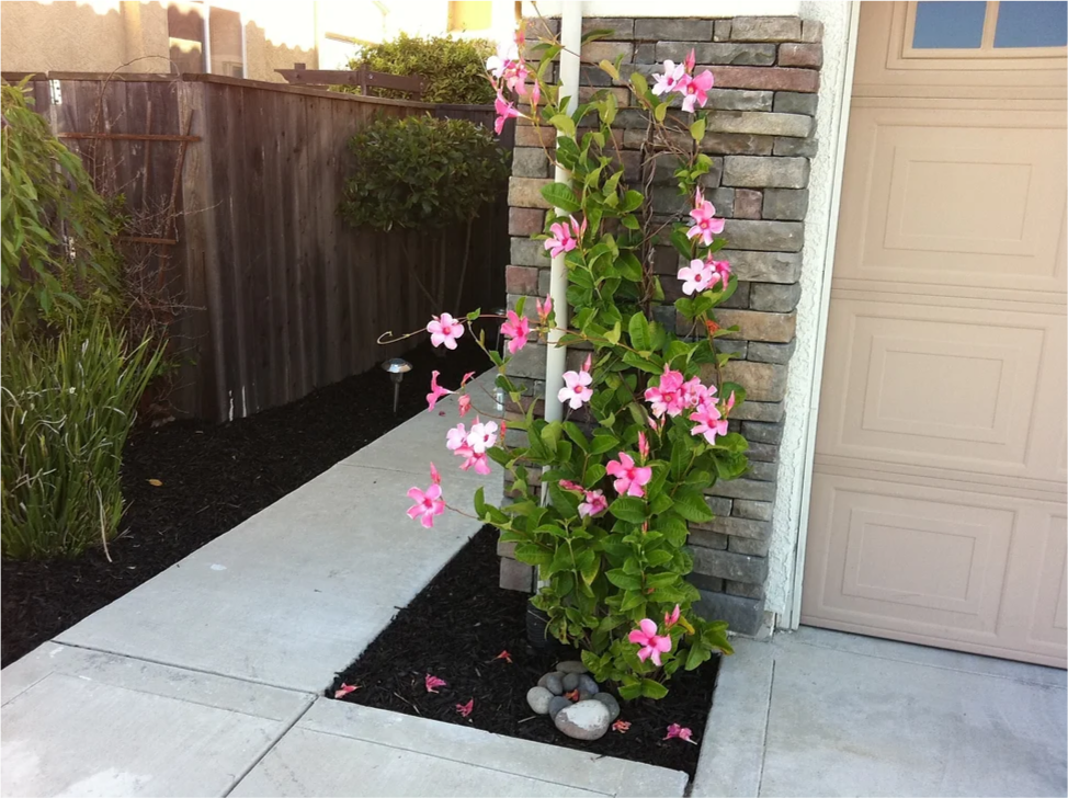 A plant with pink and white flowers growing next to a garage door