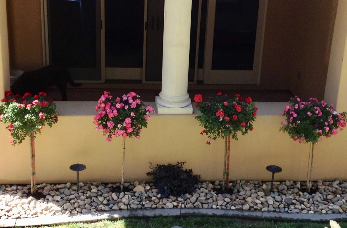 A row of pink and red flowers on a porch