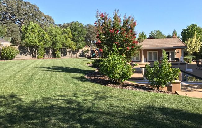 A lush green lawn with a house in the background