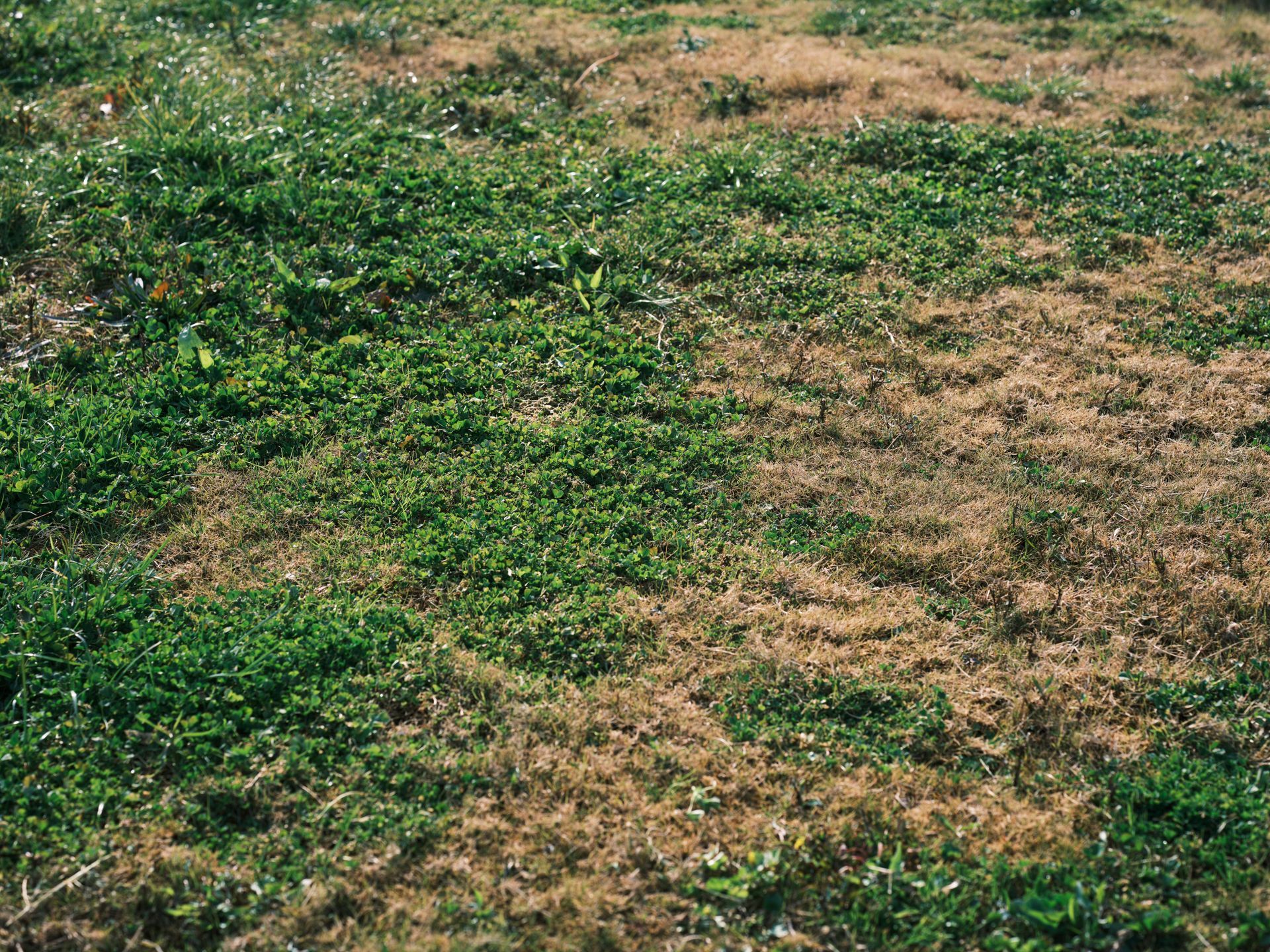 Dry Dead lawn due to sprinklers
