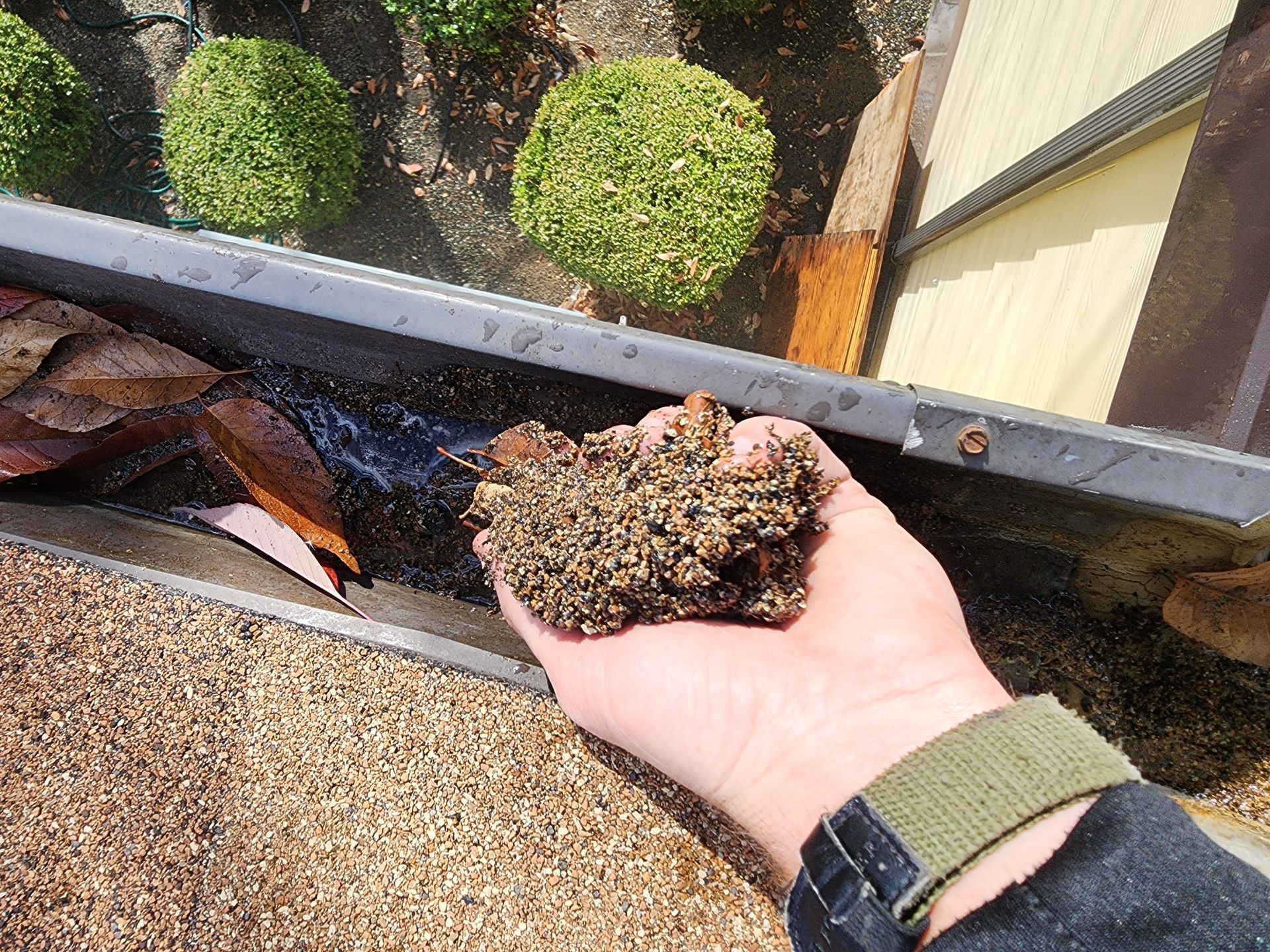 Person holding a clump of decaying material from a gutter, next to green shrubbery.