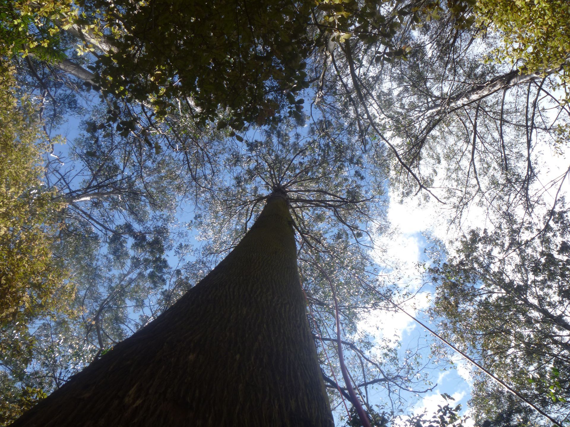 A low-angle view looking up a tall, dark tree trunk toward a bright blue sky partially obscured by a leafy forest canopy.