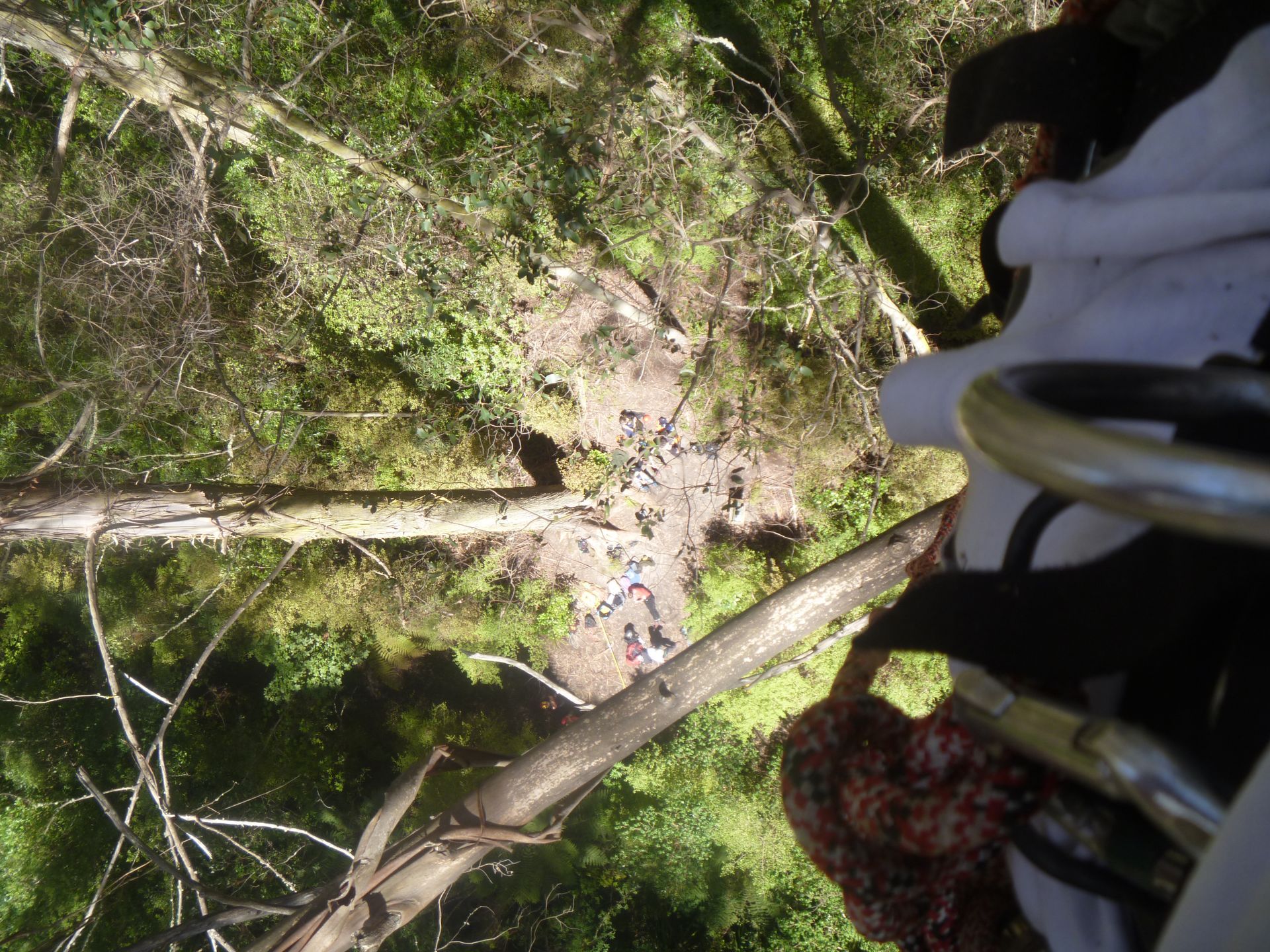 A high-angle view looking down from a tree-climbing harness at a group of people standing on the forest floor.