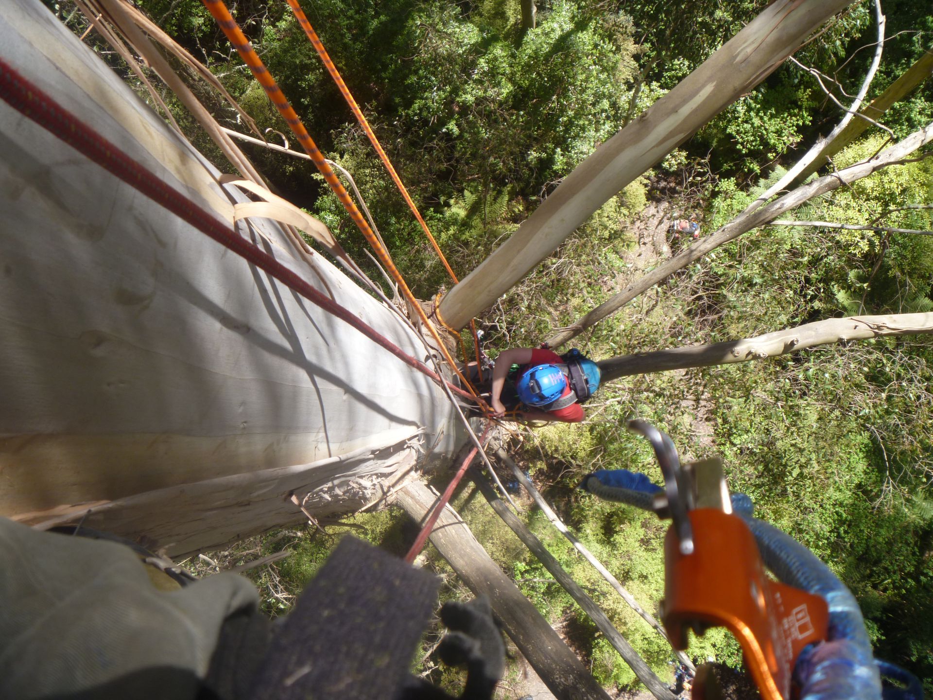 A climber with a blue helmet ascending a tall tree trunk, seen from a high perspective with climbing gear in the foreground.