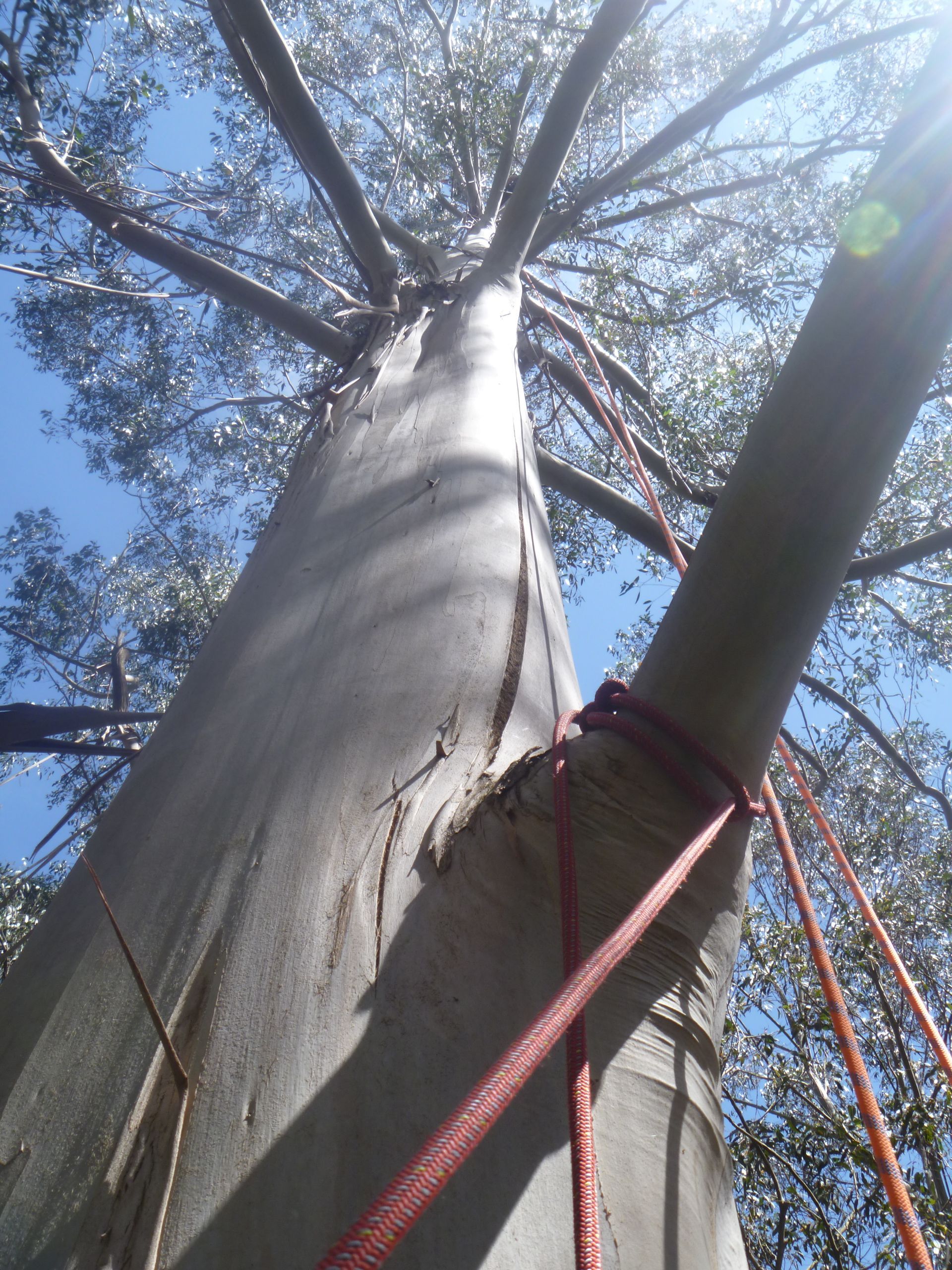 An extendable pole pruner cutting a branch on a tree surrounded by lush green foliage against a bright sky.