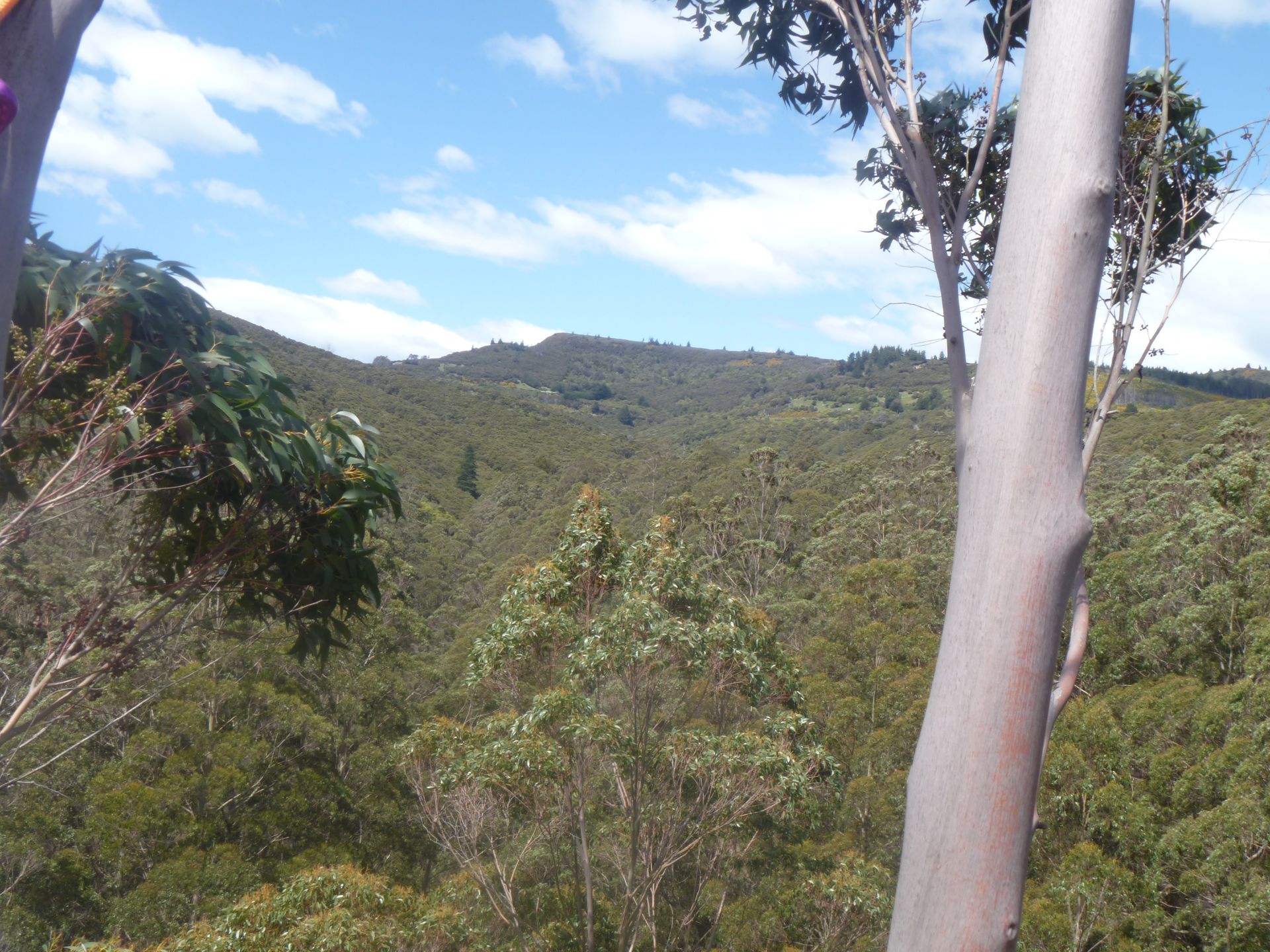 A sunlit, rolling hillside covered in dense green forest, framed by the smooth, light-colored trunks of two tall trees.