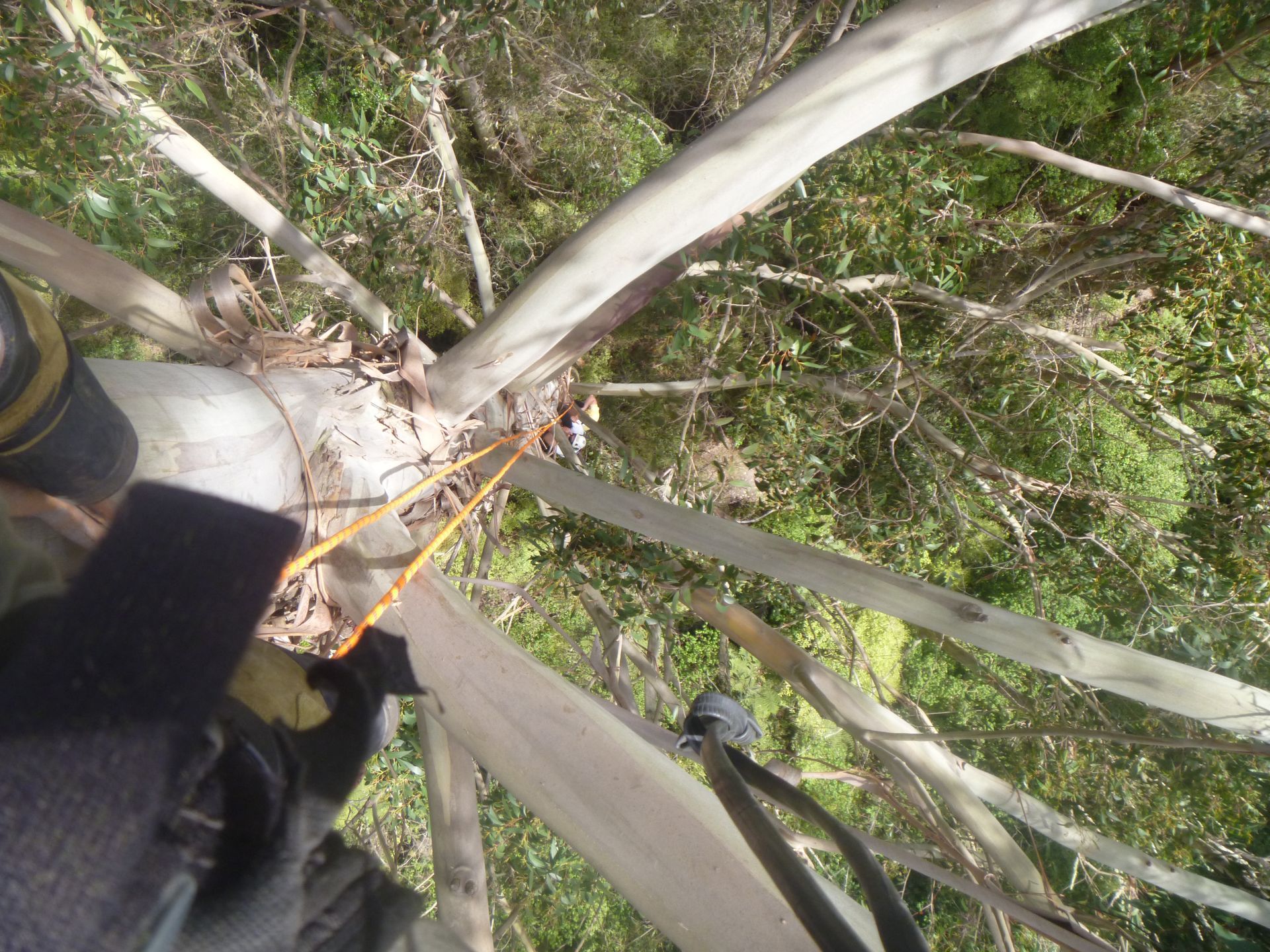 A climber wearing gloves works in a tree, with an orange rope secured around a smooth, light-colored trunk and branches.
