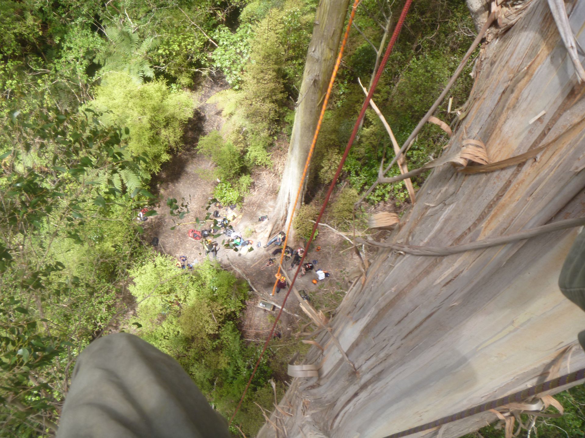 High-angle view from a tall tree, showing climbing ropes hanging down to people gathered on the forest floor below.