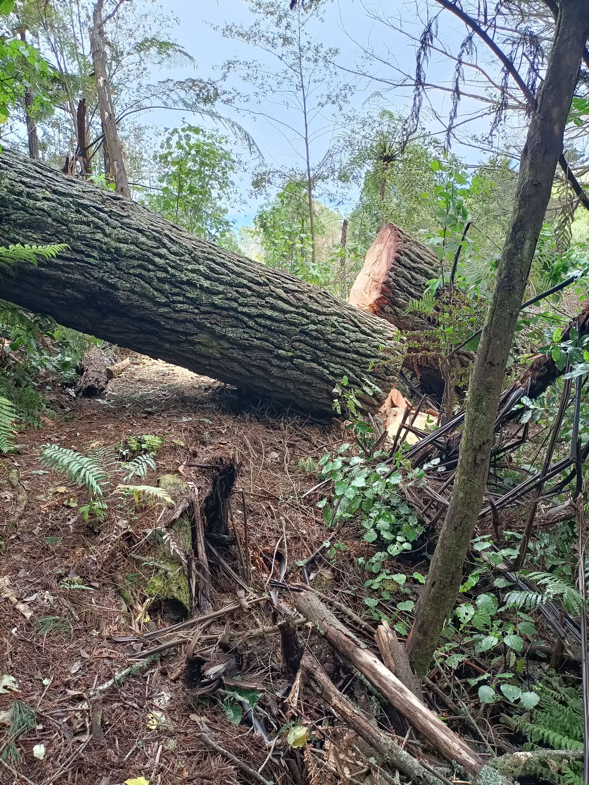 Large felled tree logs lie on a grassy lawn in front of a small house with blue window shutters.