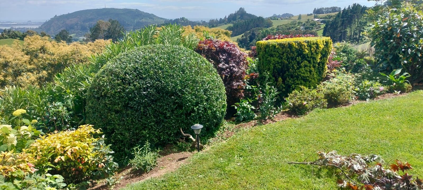 A person uses a power hedge trimmer to shape a green shrub in a garden.