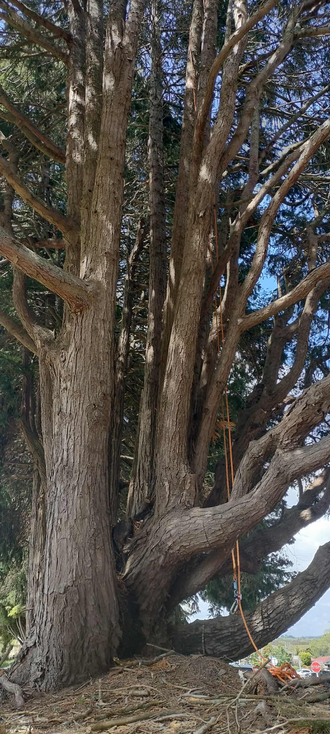 A large tree with a thick, textured, multi-trunked base and branches spreading outward against a blue sky.