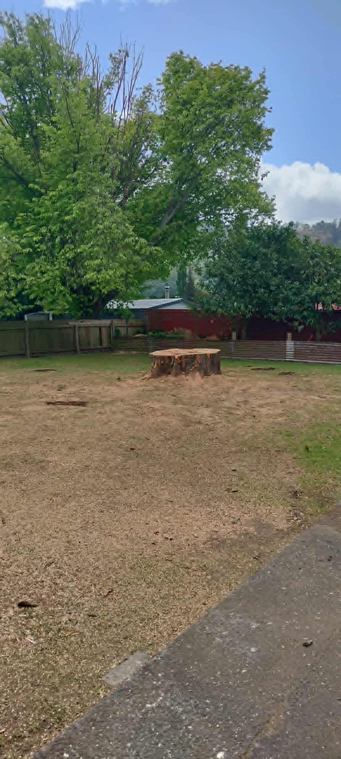A tree stump sits in the middle of a dry, grassy yard under a bright blue sky, with trees and a fence in the background.