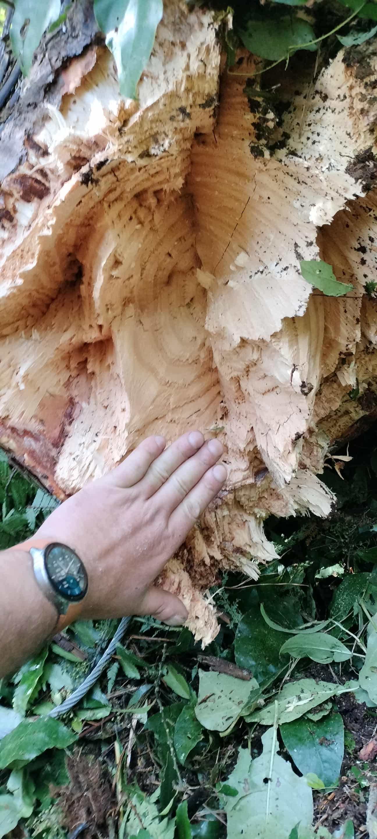 A park with well-manicured grass, two symmetrical flower beds with red and yellow plants, trees, and buildings beyond.