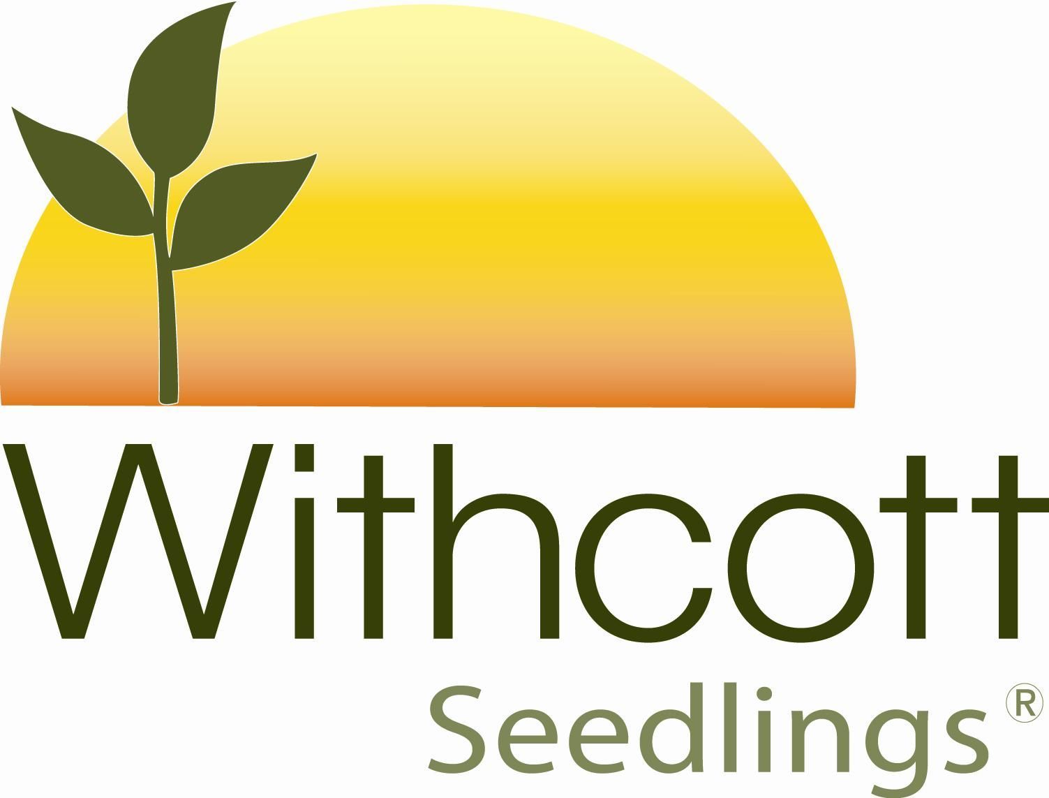 Withcott Seedlings
