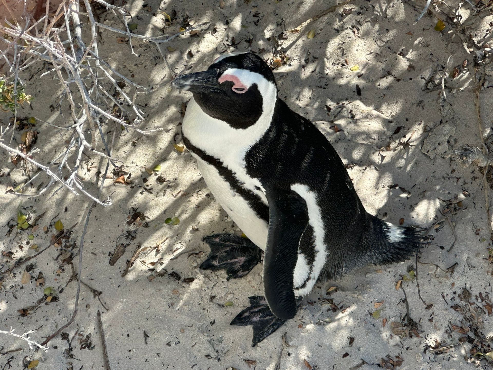 Top 5 Day Tours in Cape Town You Can’t Miss