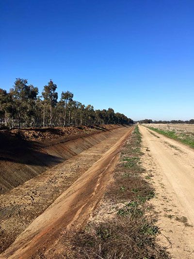 A dirt road going through a field with trees on the side.
