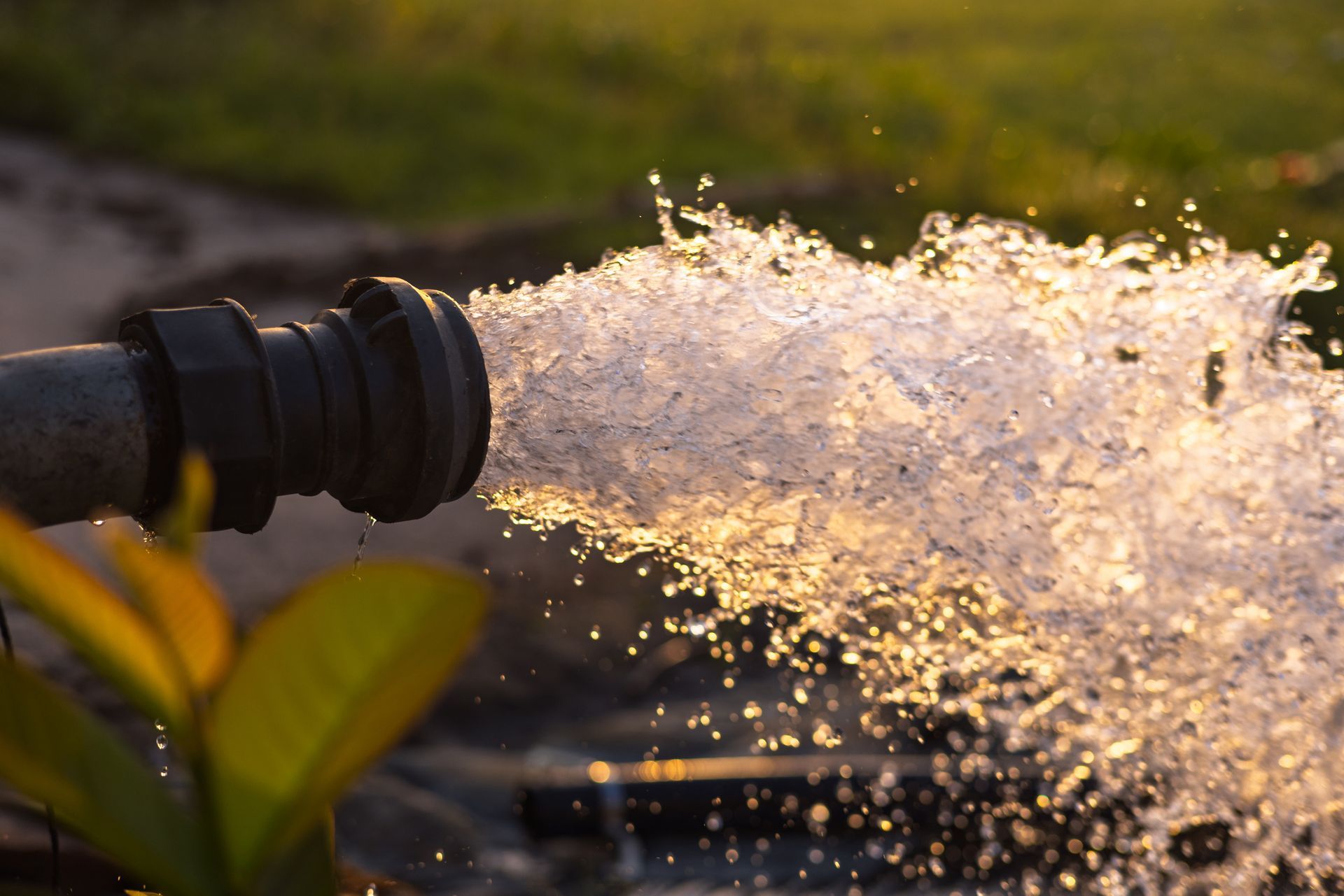 A close up of a hose spraying water in a garden.