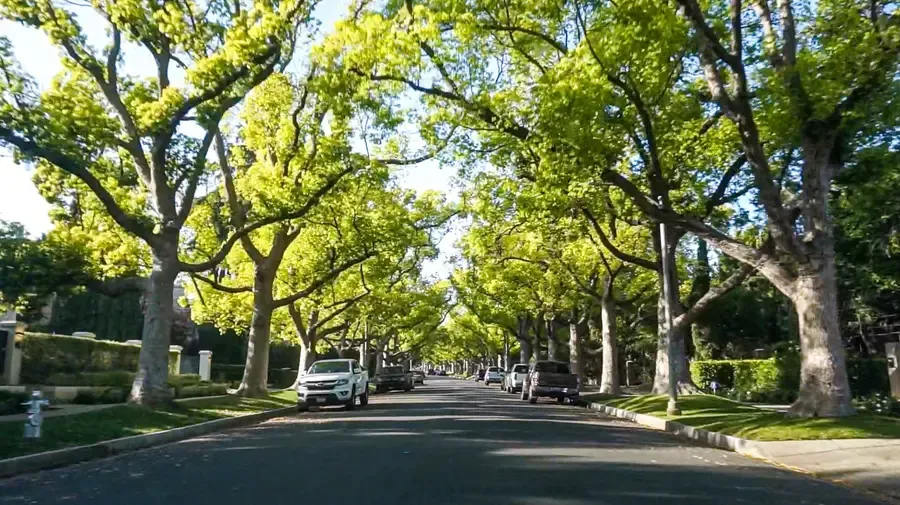 Westside_LA_tree_lined_street