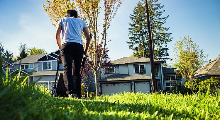 A man is walking his dog on a lush green lawn in front of a house.