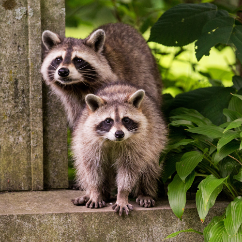 two raccoons are standing next to each other on a stone wall .