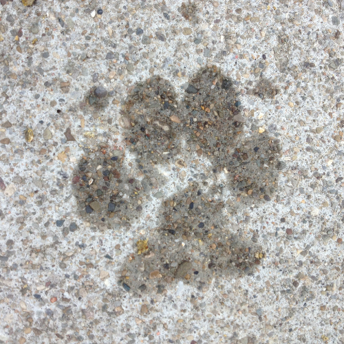 a concrete surface with a paw print on it