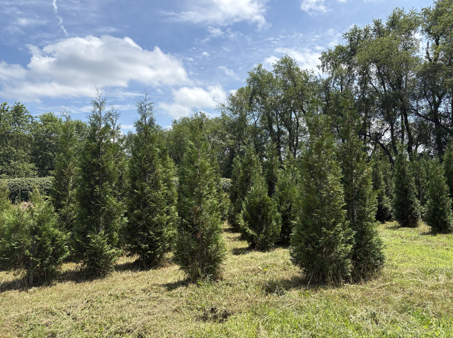 A row of young, slender evergreen trees standing in a grassy field under a bright, partly cloudy blue sky.