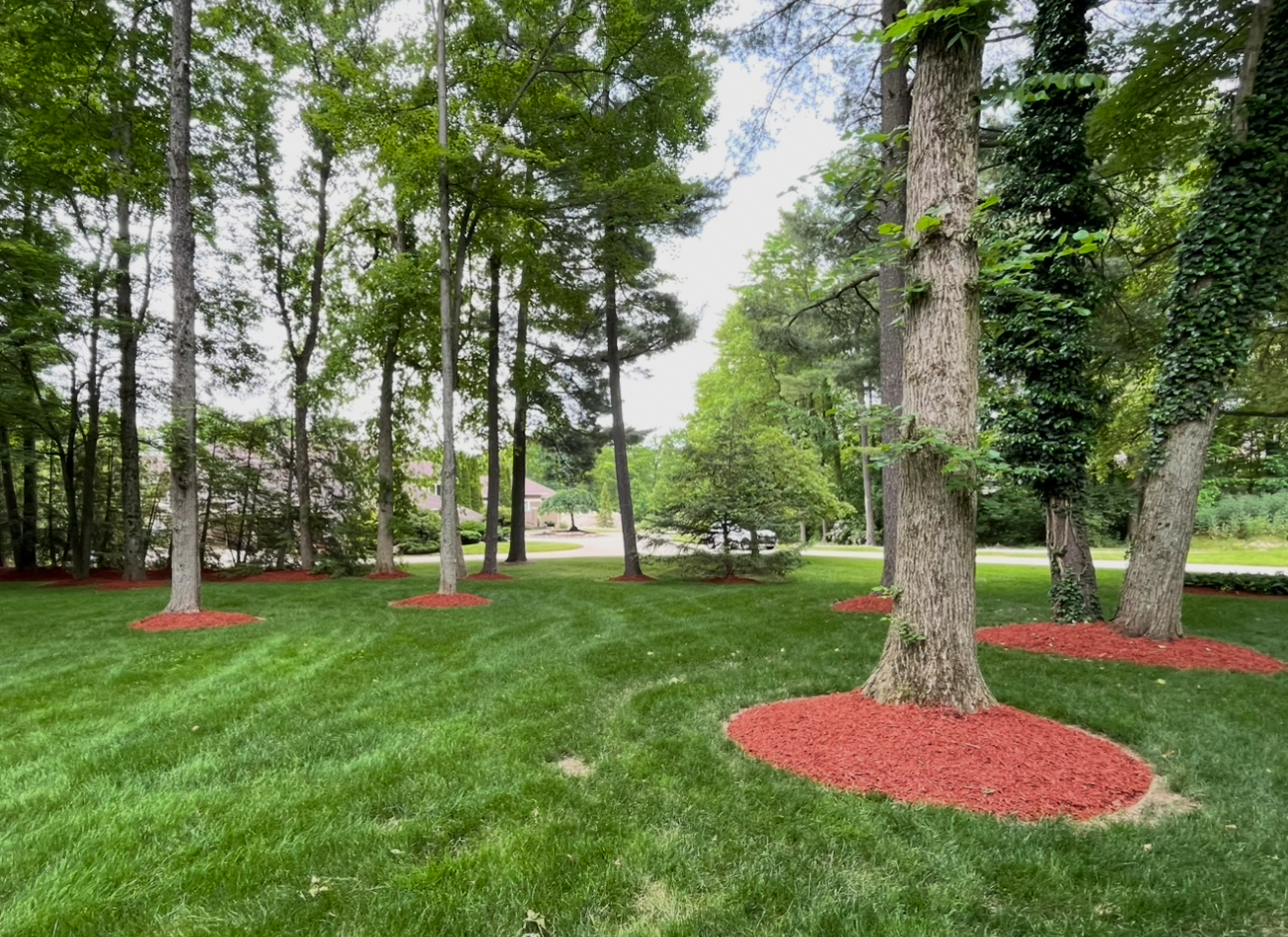 Tall trees in a grassy lawn with circular patches of red mulch around their bases.