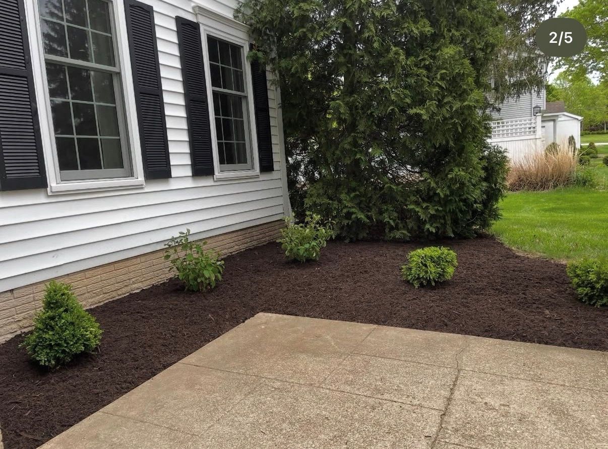 A white house exterior with black shutters, dark mulch, and several small green shrubs along the foundation.