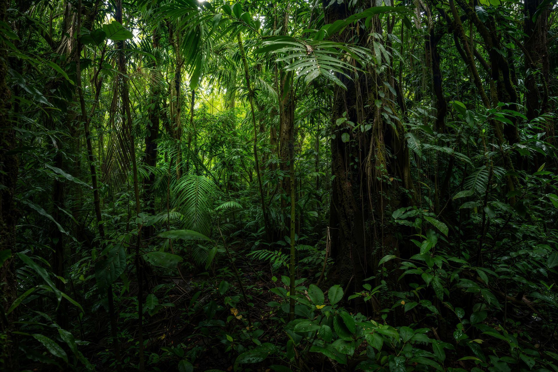 Ein dichter, üppiger tropischer Regenwald mit Schichten dunkelgrünen Laubs, durch dessen Blätterdach Sonnenlicht filtert.